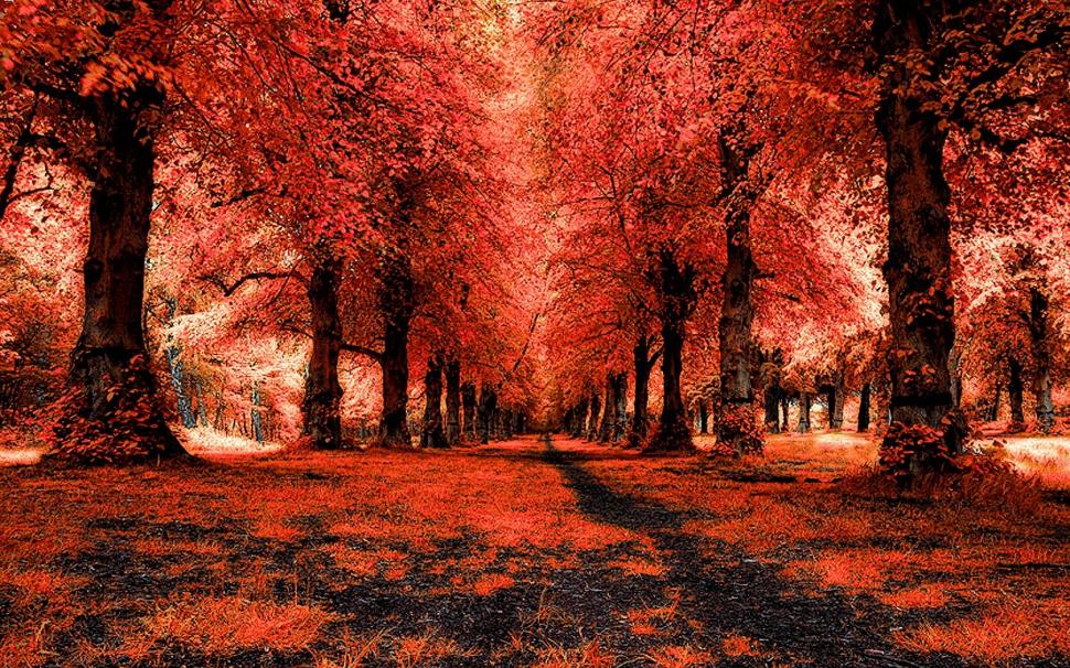 Red Forest, Landscape, Path wallpaper,red forest wallpaper,landscape wallpaper,path wallpaper,1680x1050 wallpaper