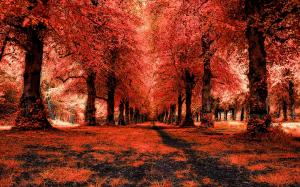 Red Forest, Landscape, Path wallpaper thumb