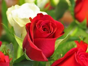 Rose, Flower, Red wallpaper thumb