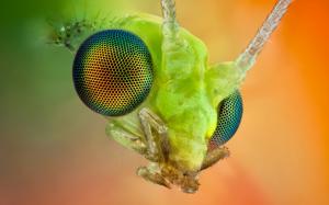 The insect compound eye macro wallpaper thumb