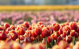 Orange tulip flowers, blur, spring wallpaper thumb