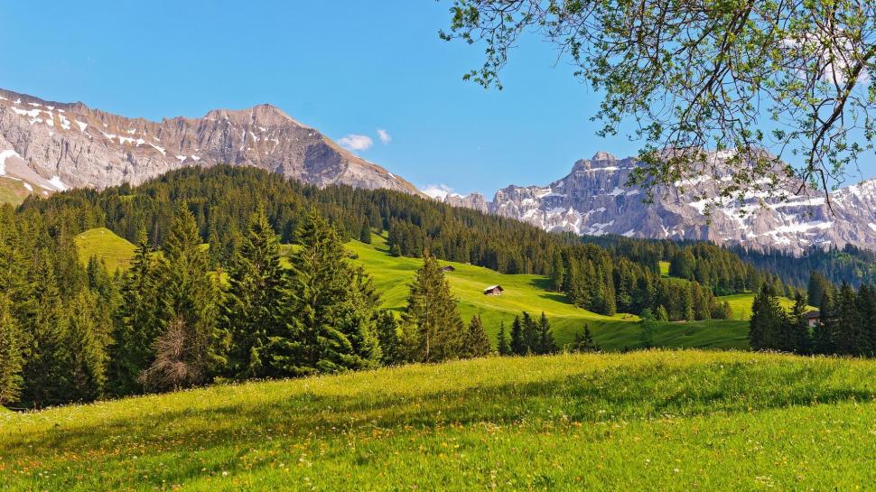 Beautiful Summer Meadow In The Swiss Alps wallpaper,forest HD wallpaper,cabins HD wallpaper,meadow HD wallpaper,mountains HD wallpaper,nature & landscapes HD wallpaper,1920x1080 wallpaper
