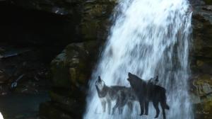 Wolves Waterfall wallpaper thumb