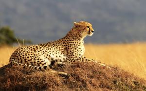Animals close-up, cheetah, grass wallpaper thumb