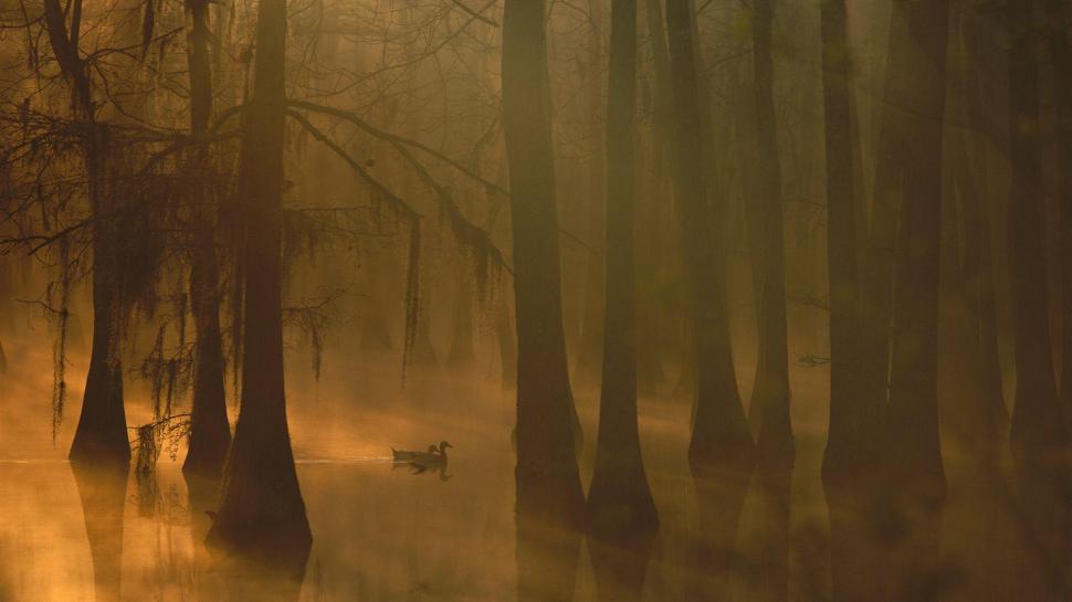 Wild ducks in the foggy forest wallpaper,animals HD wallpaper,1920x1080 HD wallpaper,bird HD wallpaper,tree HD wallpaper,forest HD wallpaper,river HD wallpaper,duck HD wallpaper,1920x1080 wallpaper