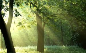 Calming Sun Rays In The Forest wallpaper thumb