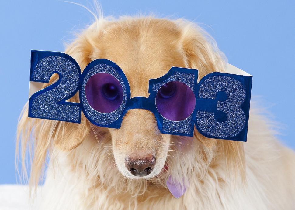 Dog Blue Glasses wallpaper,blue HD wallpaper,2013 HD wallpaper,glasses HD wallpaper,animals HD wallpaper,2016x1440 wallpaper