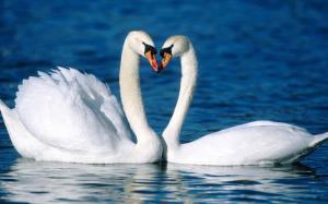 Two white swans on the water wallpaper thumb