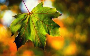 Macro maple leaf, bokeh, fall wallpaper thumb