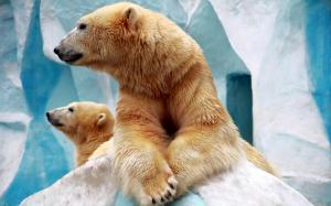 Two polar bears wallpaper thumb