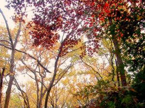 autumn woods leaves Trees HD wallpaper thumb