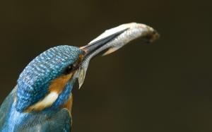 Kingfisher eating a fish wallpaper thumb