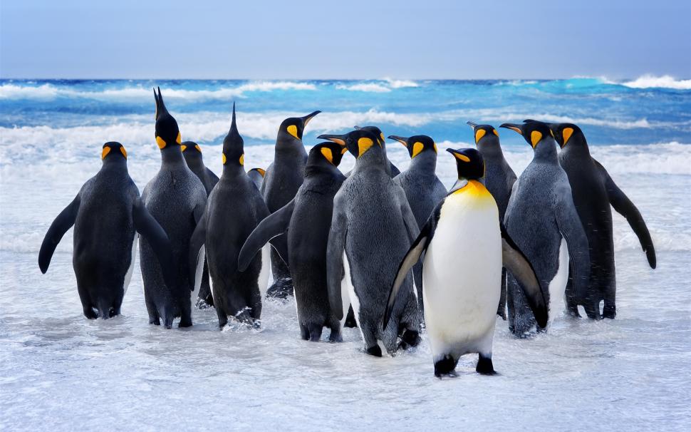 Penguins, birds, snow wallpaper,Penguins HD wallpaper,Birds HD wallpaper,Snow HD wallpaper,2560x1600 wallpaper