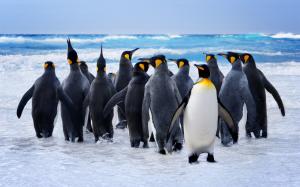 Penguins, birds, snow wallpaper thumb