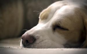 Dog Sleep HD wallpaper thumb