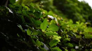 Green leaf macro photography wallpaper thumb