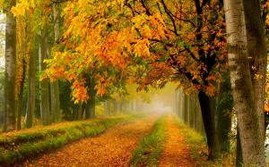Autumn nature, park, forest, trees, yellow leaves, road wallpaper thumb