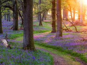 Scotland beautiful nature, forest, trees, grass, flowers, morning, sun rays wallpaper thumb