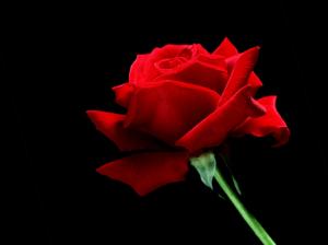 A Single Red Rose wallpaper thumb