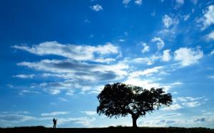 Tree silhouette under the blue sky wallpaper thumb