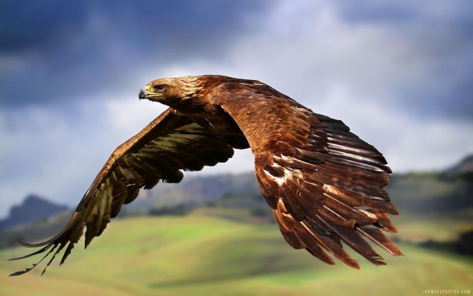 Flying Eagle wallpaper,eagle HD wallpaper,flying HD wallpaper,2880x1800 wallpaper
