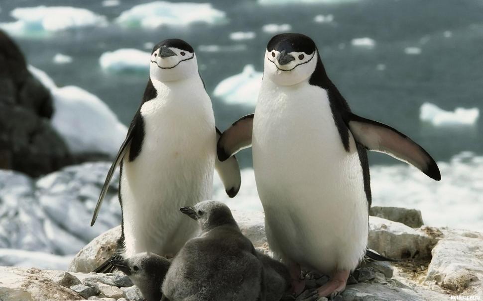 Forever After wallpaper,friendship HD wallpaper,penguins HD wallpaper,animals HD wallpaper,1920x1200 wallpaper