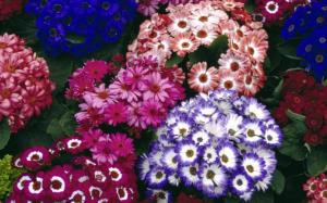 Colorful World Of Flowers wallpaper thumb