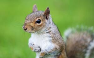 Squirrel, rodent, eyes, green grass wallpaper thumb