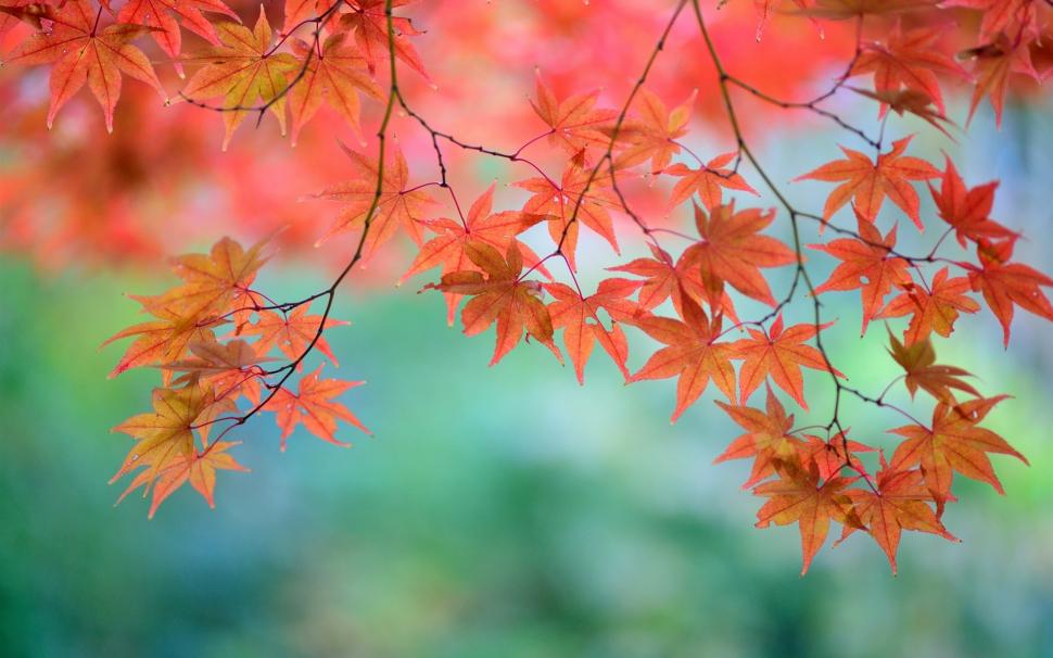 Beautiful red maple leaves, twigs, Japanese wallpaper,Beautiful HD wallpaper,Red HD wallpaper,Maple HD wallpaper,Leaves HD wallpaper,Twigs HD wallpaper,Japanese HD wallpaper,1920x1200 wallpaper