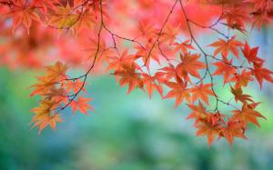 Beautiful red maple leaves, twigs, Japanese wallpaper thumb