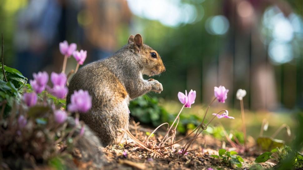 Animal close-up, squirrel in summer, flowers wallpaper,Animal HD wallpaper,Squirrel HD wallpaper,Summer HD wallpaper,Flowers HD wallpaper,1920x1080 wallpaper