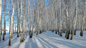 Thick snow, winter, birch trees wallpaper thumb