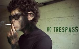 Monkeys, Smoking, Sunglasses wallpaper thumb