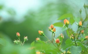 Rose, orange buds, green, blur wallpaper thumb