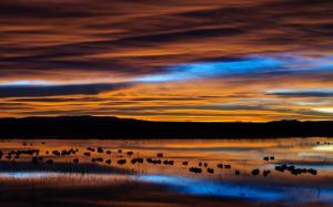 USA, New Mexico, preserve, lake, birds, dawn, sky, clouds wallpaper thumb