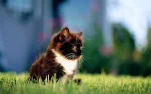 Black cat on the grass wallpaper thumb