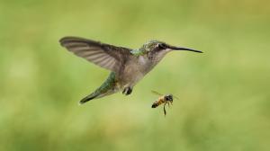 Bird hummingbirds and bees wallpaper thumb