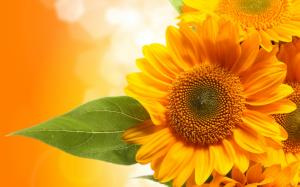 Amazing Yellow Sunflower  High Resolution Stock Images wallpaper thumb