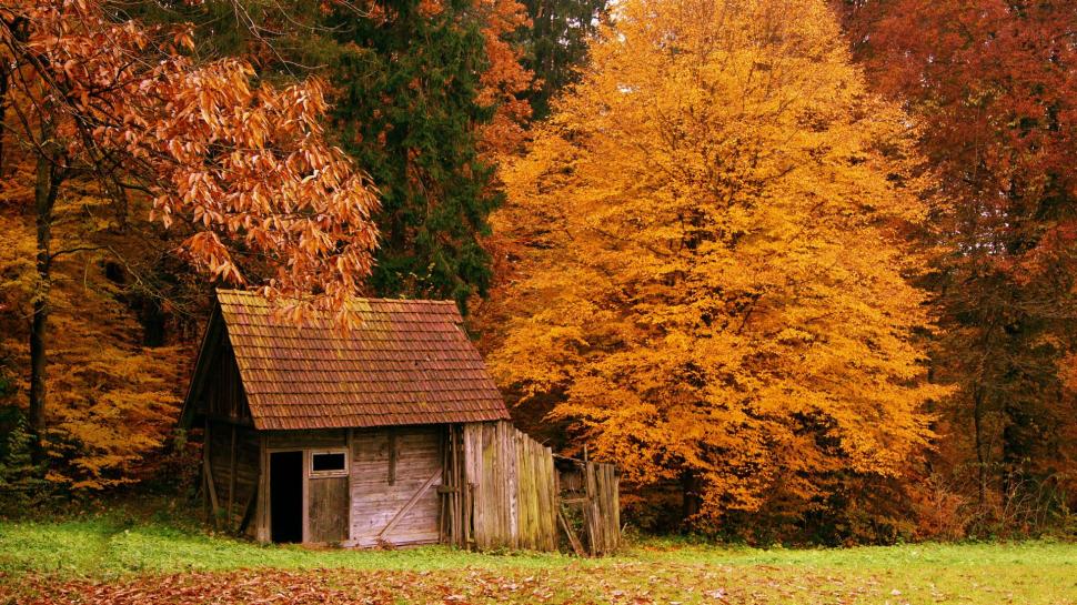 The Cabin In The Woods wallpaper,nature HD wallpaper,leaves HD wallpaper,grass HD wallpaper,green HD wallpaper,beautiful HD wallpaper,the cabin in woods HD wallpaper,forest HD wallpaper,amazing HD wallpaper,autumn HD wallpaper,1920x1080 wallpaper
