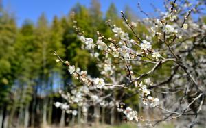 Spring, tree, blossom, white flowers wallpaper thumb
