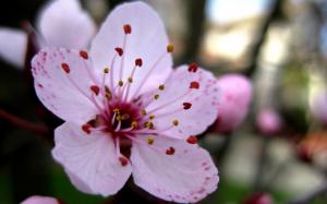 Cherry blossom up close wallpaper thumb