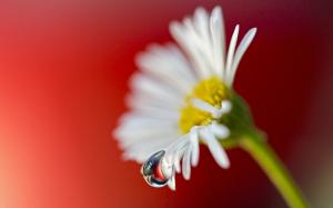 Daisy flower water drop close-up wallpaper thumb