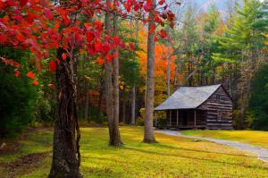 autumn, trees, forest, building, grass wallpaper thumb
