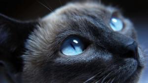 Cat Blue Eyes HD wallpaper thumb