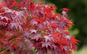 Red Maple Leaves wallpaper thumb