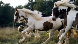 Run Horse Animals HD wallpaper thumb