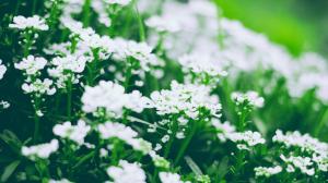 White flowers, flowers, green eye, beautiful fresh plant wallpaper thumb