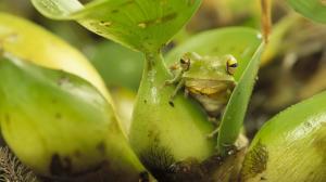 Frog HD wallpaper thumb