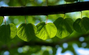 Green leaves, tree branch, morning wallpaper thumb