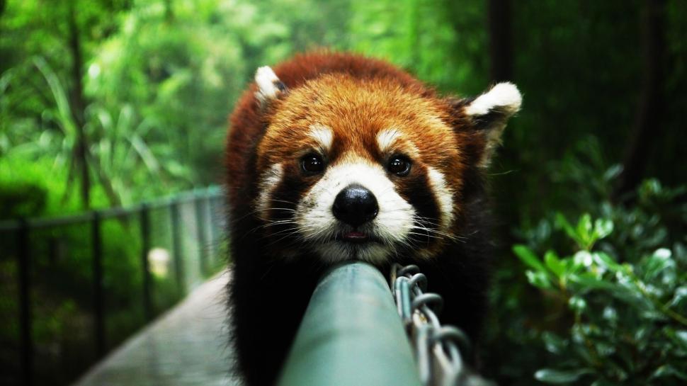 Animals close-up, red panda, rest, face, fence wallpaper,Animals HD wallpaper,Red HD wallpaper,Panda HD wallpaper,Rest HD wallpaper,Face HD wallpaper,Fence HD wallpaper,1920x1080 wallpaper